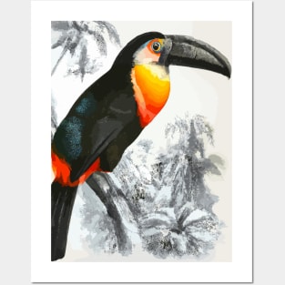 Tucan in Black White Jungle Posters and Art